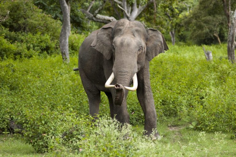 झापामा जंगली हात्तीको आक्रमणमा परी १ जनाको मृत्यु