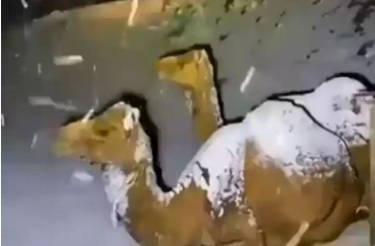 साउदी अरबको मरुभुमीमा ५० वर्षपछि हिमपात