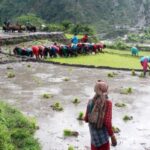 देशभर धान रोपाइँ ६१.६२ प्रतिशत सम्पन्न