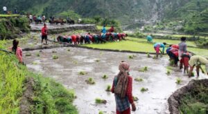 देशभर धान रोपाइँ ६१.६२ प्रतिशत सम्पन्न