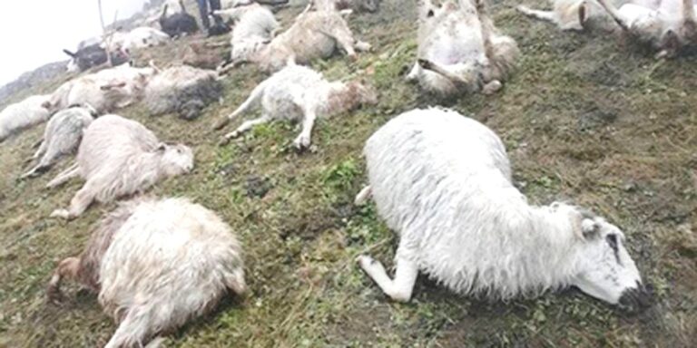 जुम्लामा चट्याङ लागेर चालिस भेडा मरे, १५ वटा घाइते