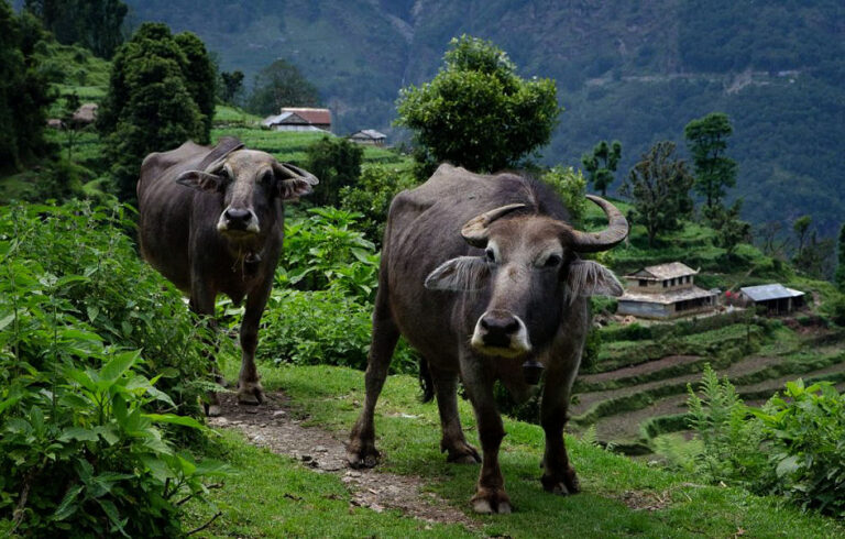 भैंसीको बेमौसमी प्रजनन गराउन नेपालका विज्ञहरू सफल