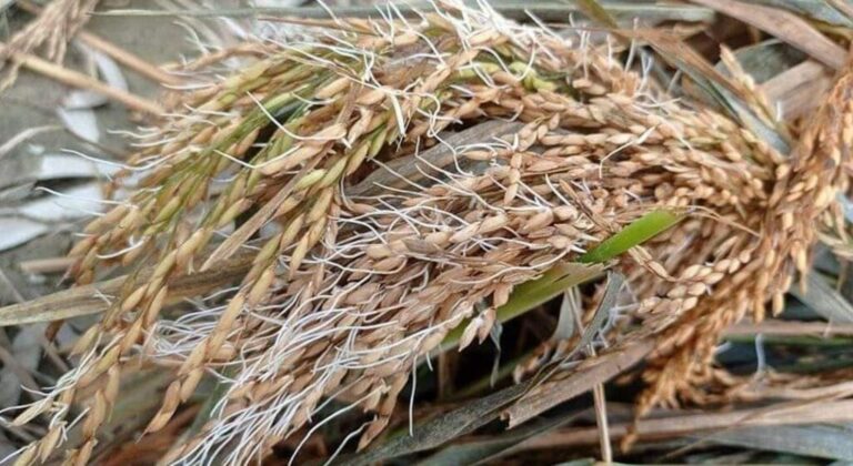वर्षाका कारण सात अर्ब २२ करोडको धानबाली नष्ट