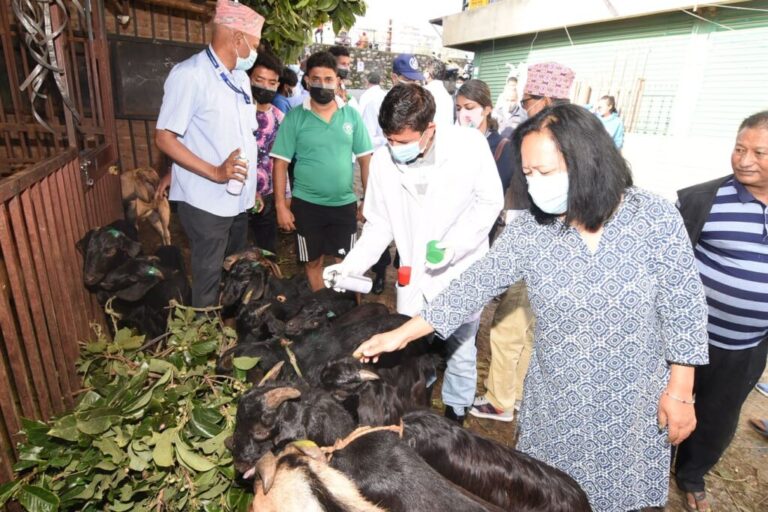 काठमाडौँ महानगरपालिकाले थाल्याे खसी-बोकाको परीक्षण, स्वस्थ पशु खरिद गर्न अनुराेध