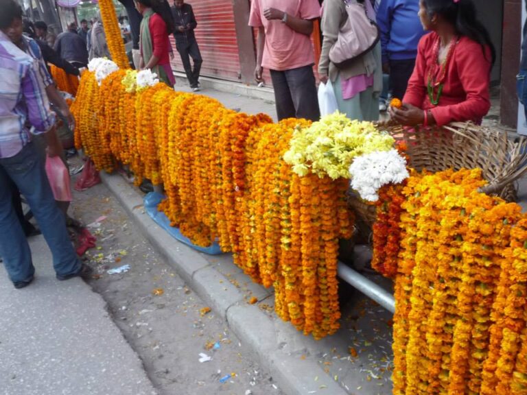 तिहारका लागि ५० हजारभन्दा बढी सयपत्री फूलको माला आयात गरिने