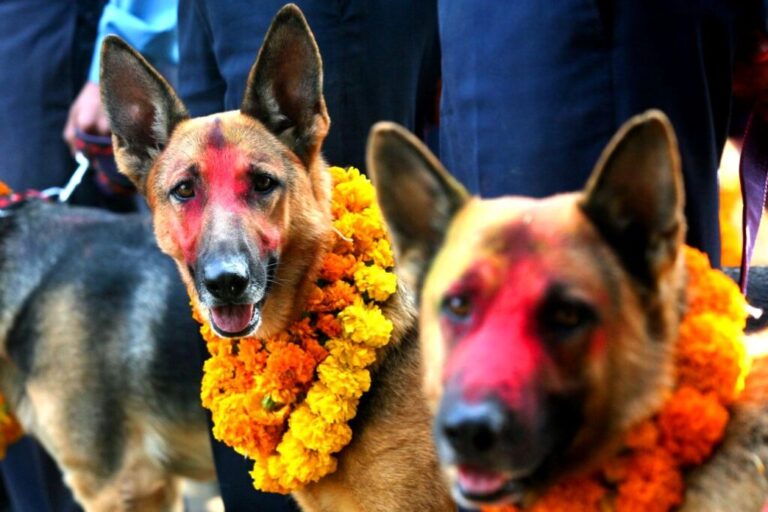 कुकुर तिहार पनि आजै मनाइँदै
