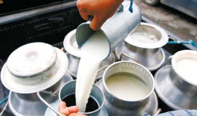 दूधजन्य पदार्थमा घातक जीवाणु कोलिफर्म भेटियो