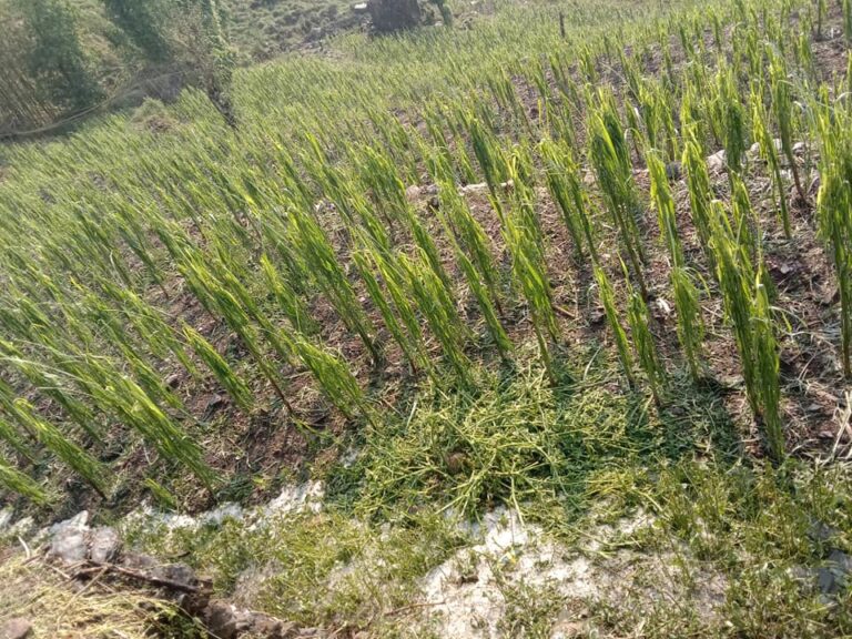 असिनाले बालीनालीमा क्षति, किसान चिन्तित