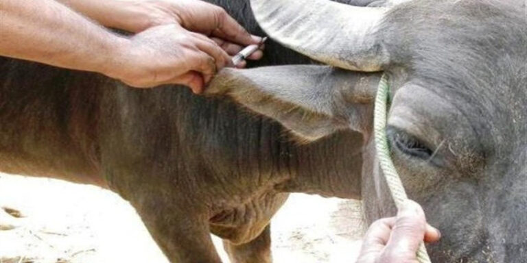 बैतडीमा खोरेत रोगको प्रकोप, एकै गाउँमा २० पशु मरे