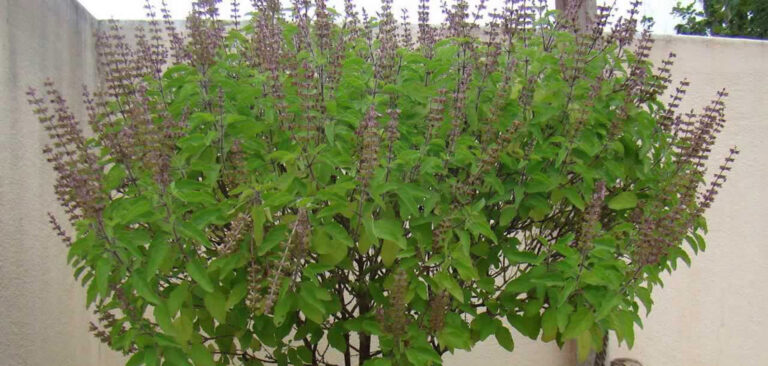 जान्नुहोस् तुलसी सेवनका फाइदाहरू