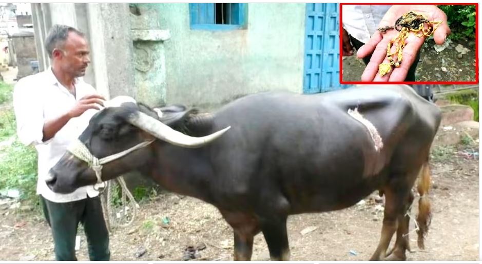 buffalo/साढे दुई तोला सुनको निलेको भैंसीको शल्यक्रिया, लाग्यो ६५ टाँका