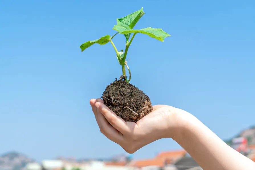 planting mk/खुस्बी रौनियारले रहेछन् सडकको बिरुवा उखेल्ने