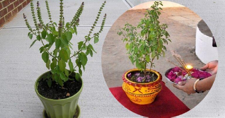 निर्जला एकादशी व्रत, तुलसीको दल राख्ने दिन
