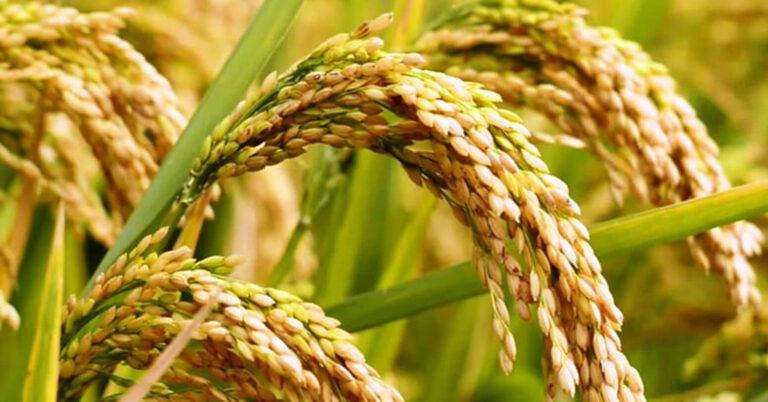 सरकारले चैते धानको समर्थन मूल्य प्रतिक्विन्टल २ हजार ८ सय तोक्यो