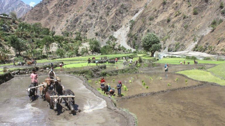 ‘मानो रोपेर मुरी फलाउने’ संकल्प: असारे भाकासँगै धान दिवसको रौनक