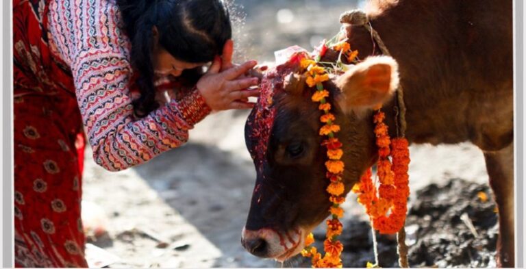 तिहार अन्तर्गत आज गाई पूजा