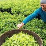 नेपाली चिया निर्यातमा देखिएको अवरोध हटाउन कुटनतिक पहल गर्न महासंघको आग्रह