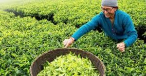 नेपाली चिया निर्यातमा देखिएको अवरोध हटाउन कुटनतिक पहल गर्न महासंघको आग्रह