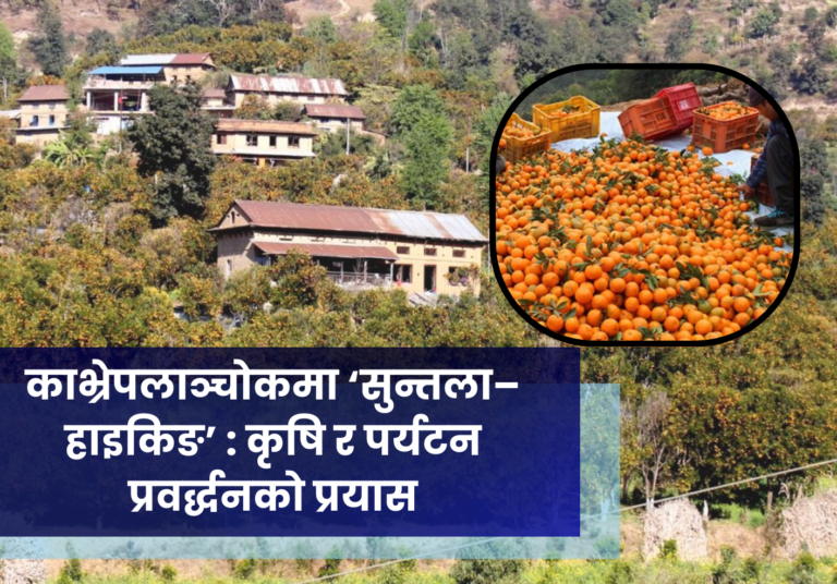 काभ्रेपलाञ्चोकमा ‘सुन्तला–हाइकिङ’ : कृषि र पर्यटन प्रवर्द्धनको प्रयास