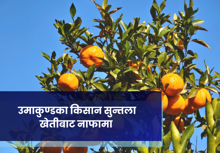 उमाकुण्डका किसान सुन्तला खेतीबाट नाफामा