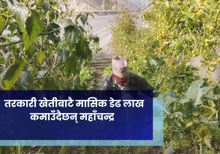 तरकारी खेतीबाटै मासिक डेढ लाख कमाउँदैछन् महाँचन्द्र