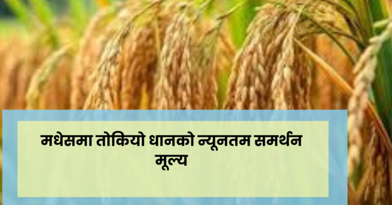 पूर्वपश्चिम राजमार्ग विस्तारका लागि सर्लाहीसहित तिन जिल्लामा साँढे एघार हजार रुख काटिने