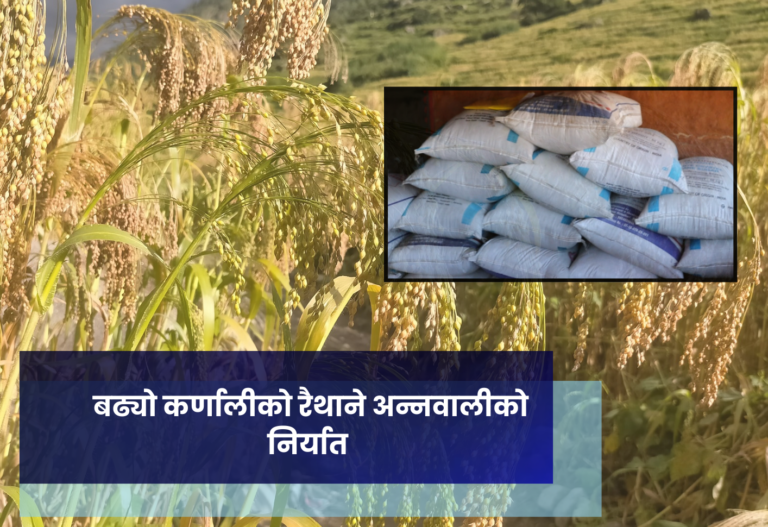 बढ्यो कर्णालीकाे रैथाने अन्नवालीको निर्यात