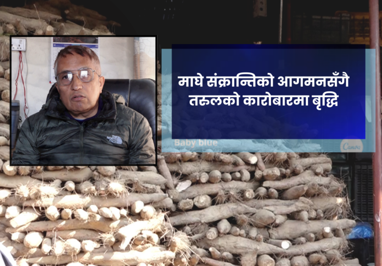 माघे संक्रान्तिकाे आगमनसँगै  तरुलको कारोबारमा बृद्धि