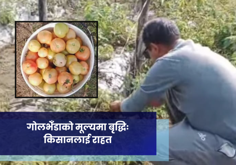 गोलभेँडाको मूल्यमा बृद्धिः किसानलाई राहत