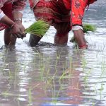 घट्दै गएको धान खेत हाम्रो साझा चिन्ताको विषय हो : कृषि सचिव डा.राजेन्द्र प्रसाद मिश्र