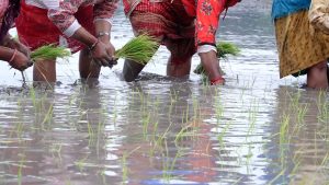 घट्दै गएको धान खेत हाम्रो साझा चिन्ताको विषय हो : कृषि सचिव डा.राजेन्द्र प्रसाद मिश्र