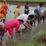 देशभर २४.९ प्रतिशत धान रोपाइँ सम्पन्न