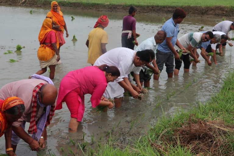 देशभर २४.९ प्रतिशत धान रोपाइँ सम्पन्न